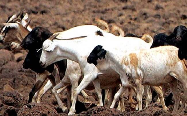 अपनी जिह्वा के स्वाद के लिए हमें क़ातिल नहीं बनना चाहिए!